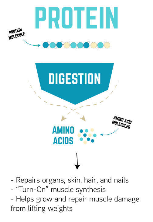 Protein and muscle repair