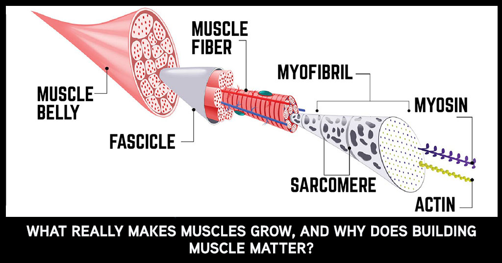 3 Key Requirements Needed for Muscle Growth to Occur