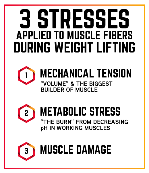 Understanding Protein And Muscle Building